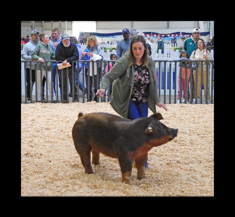Photo titled Big E 2022 Youth Swine 1