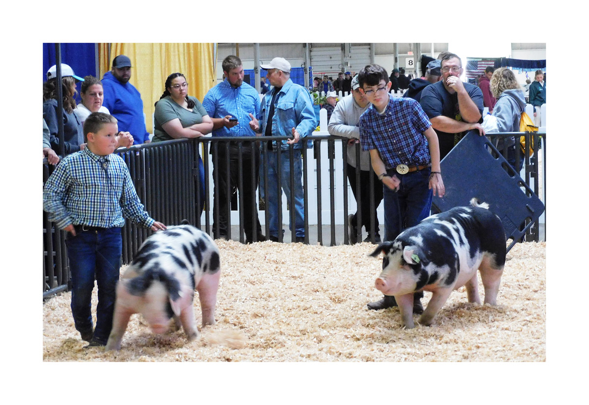Photo titled Big E 2022 Youth Swine 3