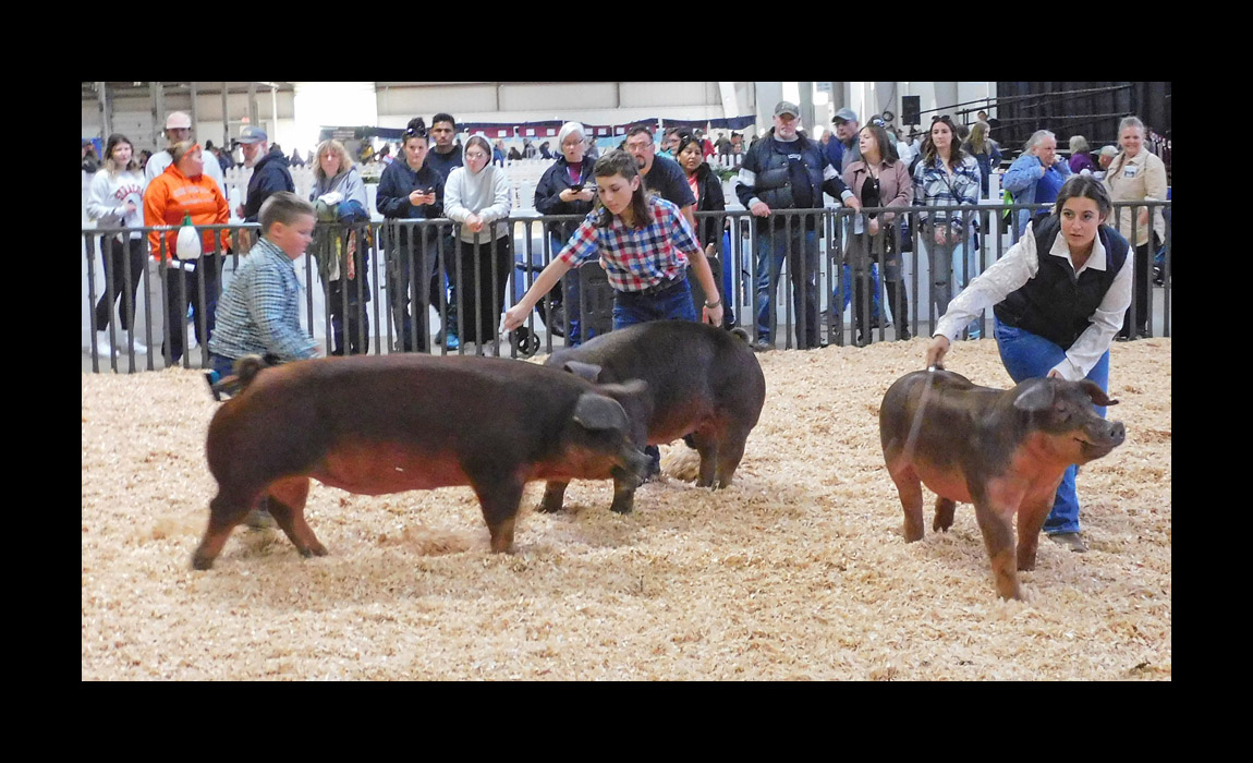 Photo titled Big E 2022 Youth Swine 5