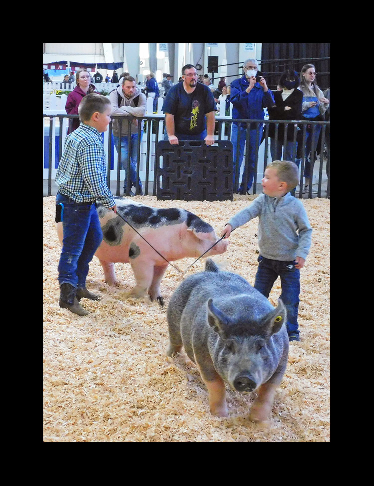 Photo titled Big E 2022 Youth Swine 6