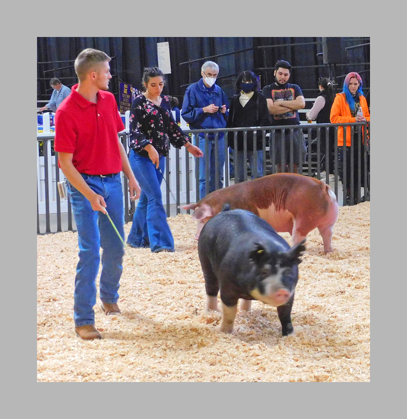 Photo titled Big E 2022 Youth Swine 8