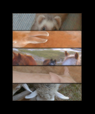 Photo titled All Ears