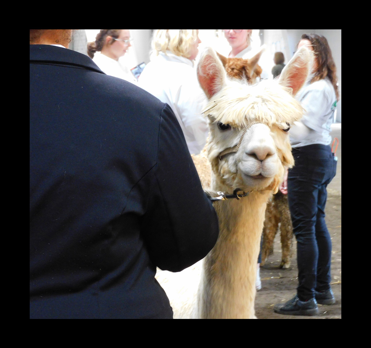 Photo titled Big E Alpaca 2023