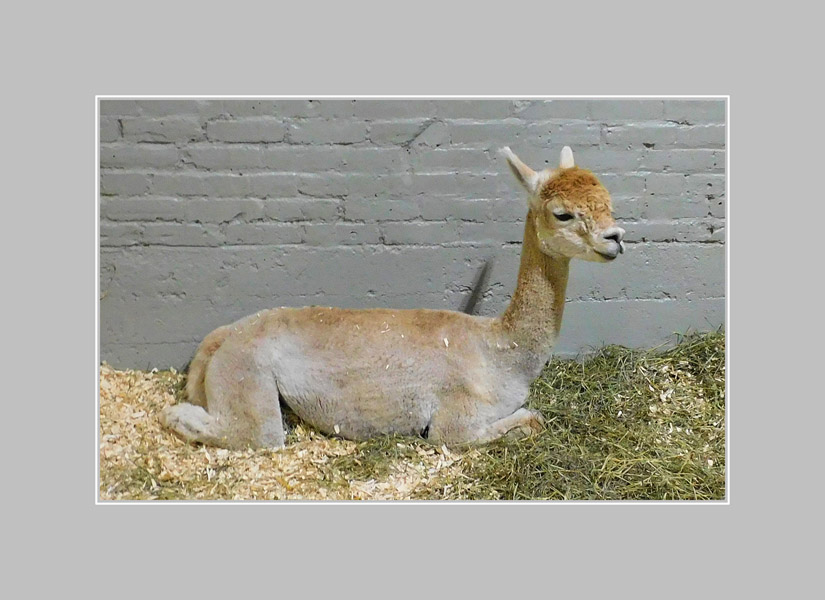 Photo titled Alpaca at 2026 Big E