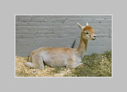 Thumbnail titled Alpaca at 2026 Big E