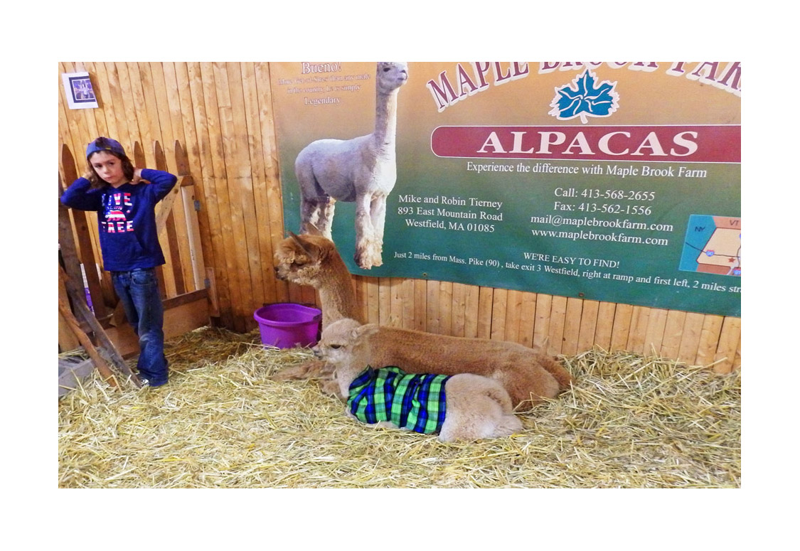 Photo titled Alpacas
