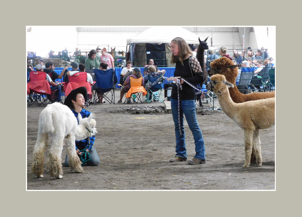 Photo titled Big E Alpacas 2023