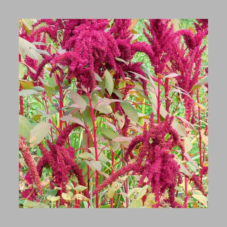 Photo titled Amaranth