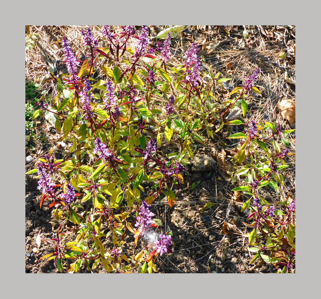 Photo titled Anise Basil