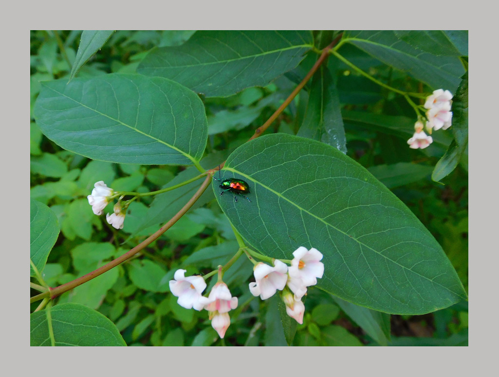 Photo titled Another Dogbane Beetle 2024