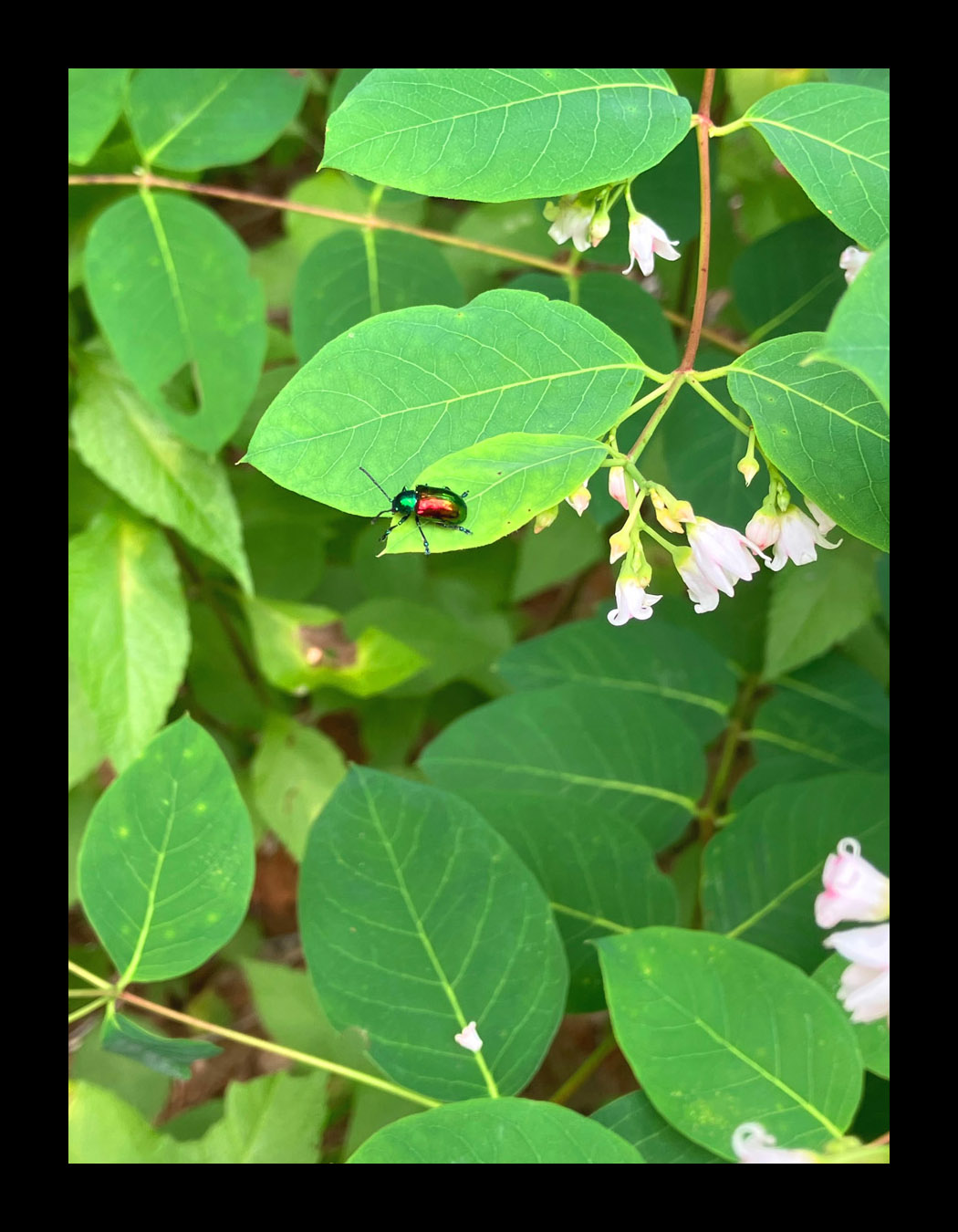 Photo titled Another Dogbane Beetle (2026)