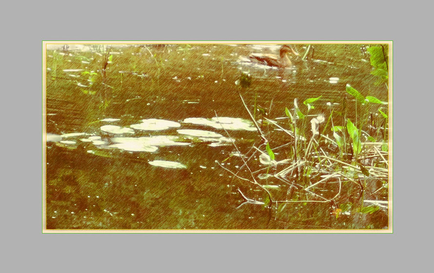 Photo titled Ashuelot Shallows