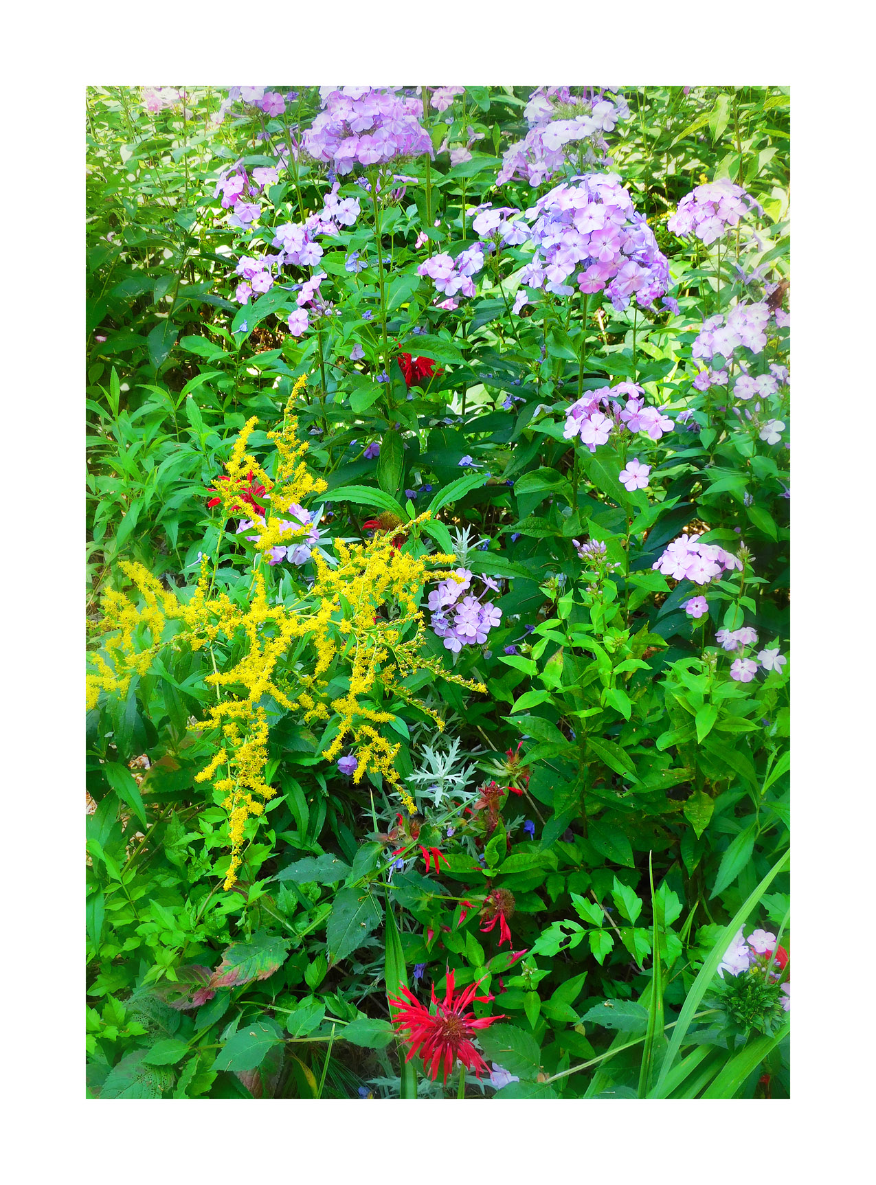 Photo titled Assorted Colors