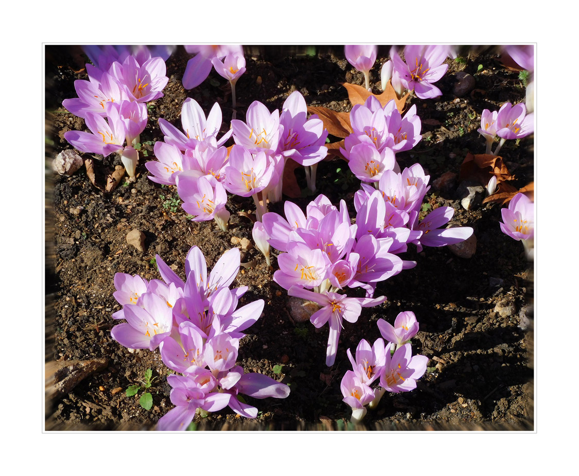 Photo titled Autumn Crocuses