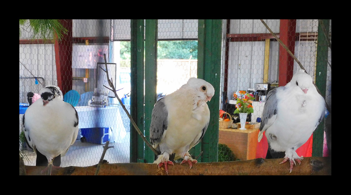 Photo titled Avian Lineup