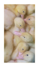 Thumbnail titled Baby Ducks