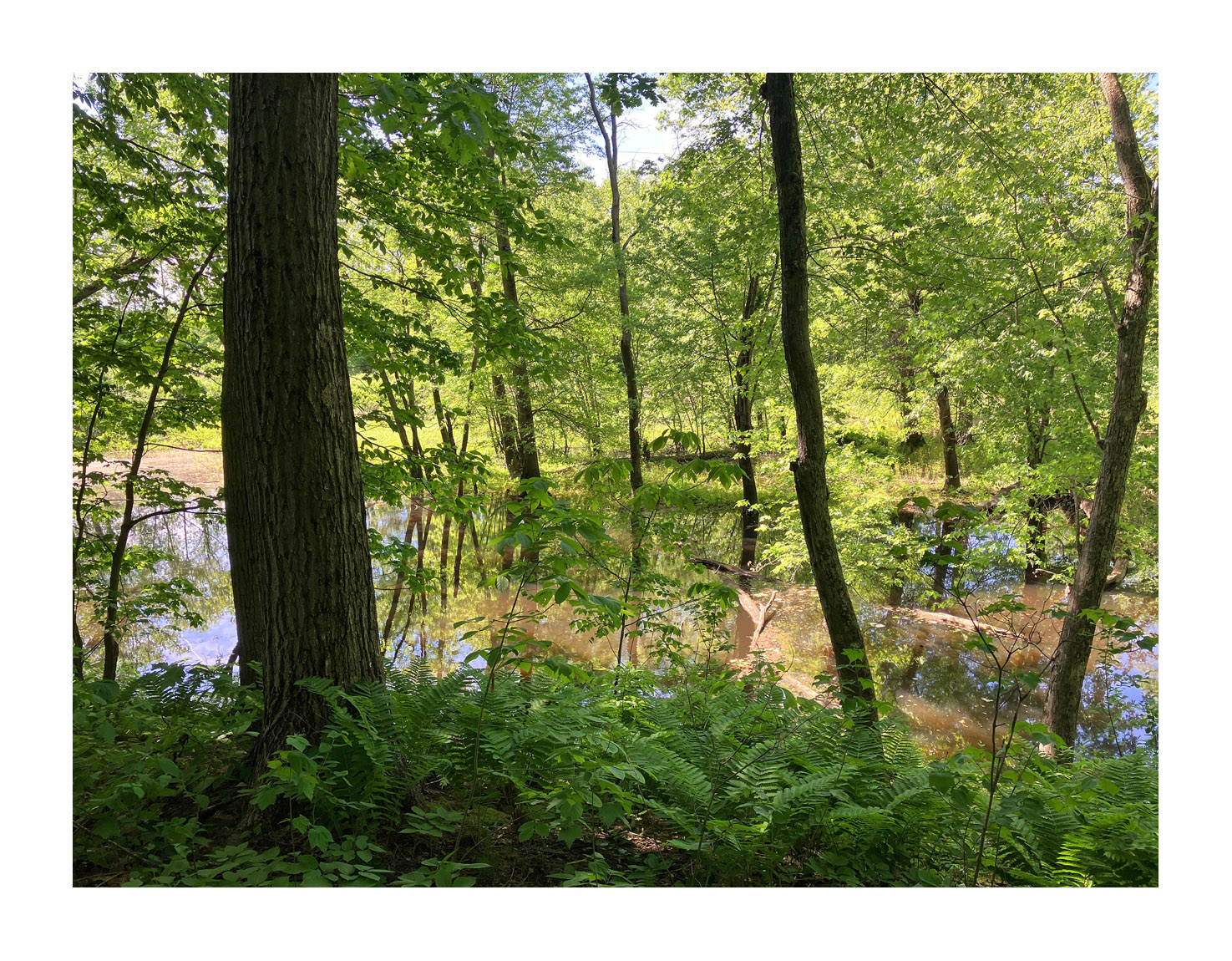 Photo titled Bachelor Brook