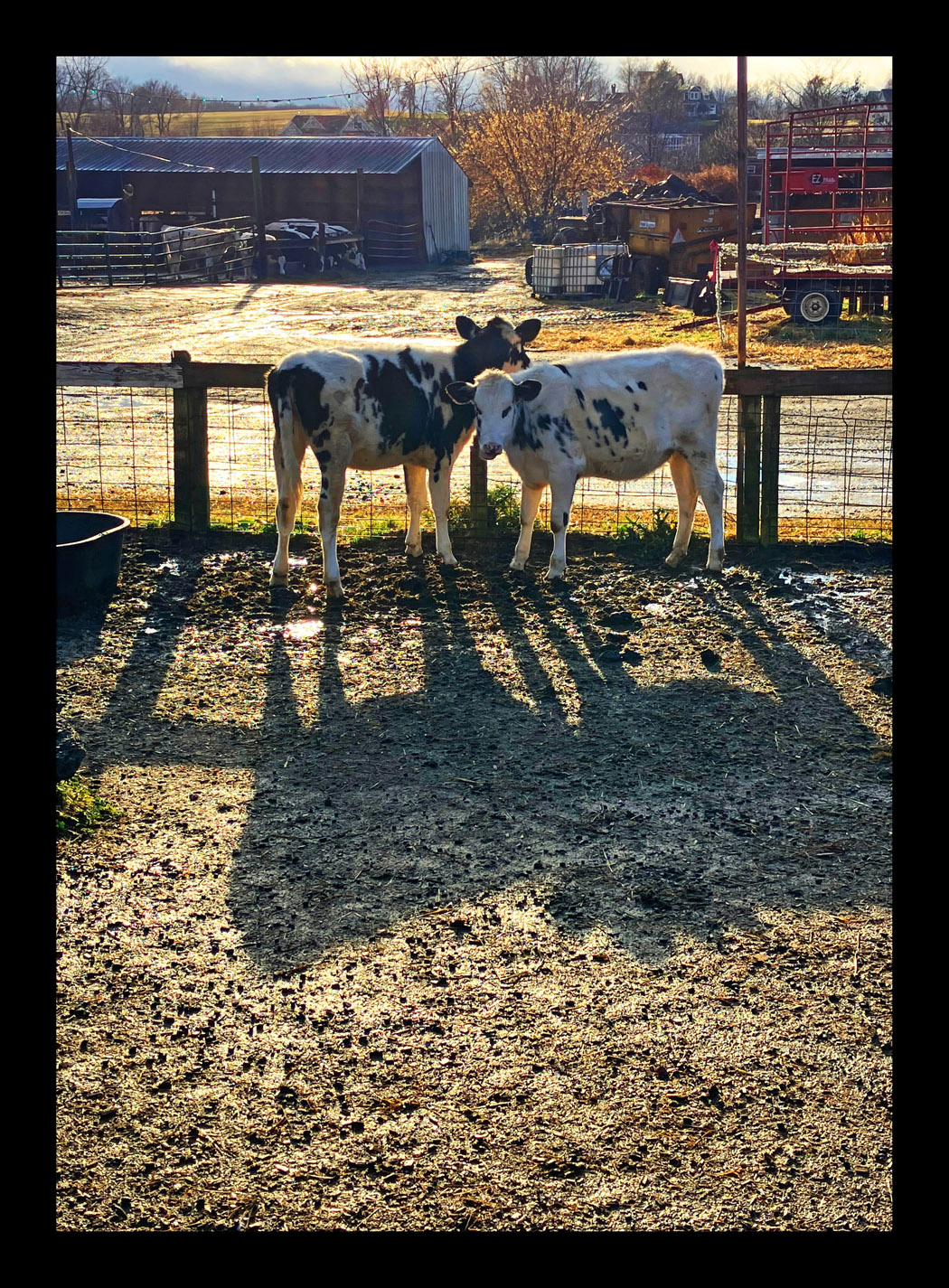 Photo titled Backlit