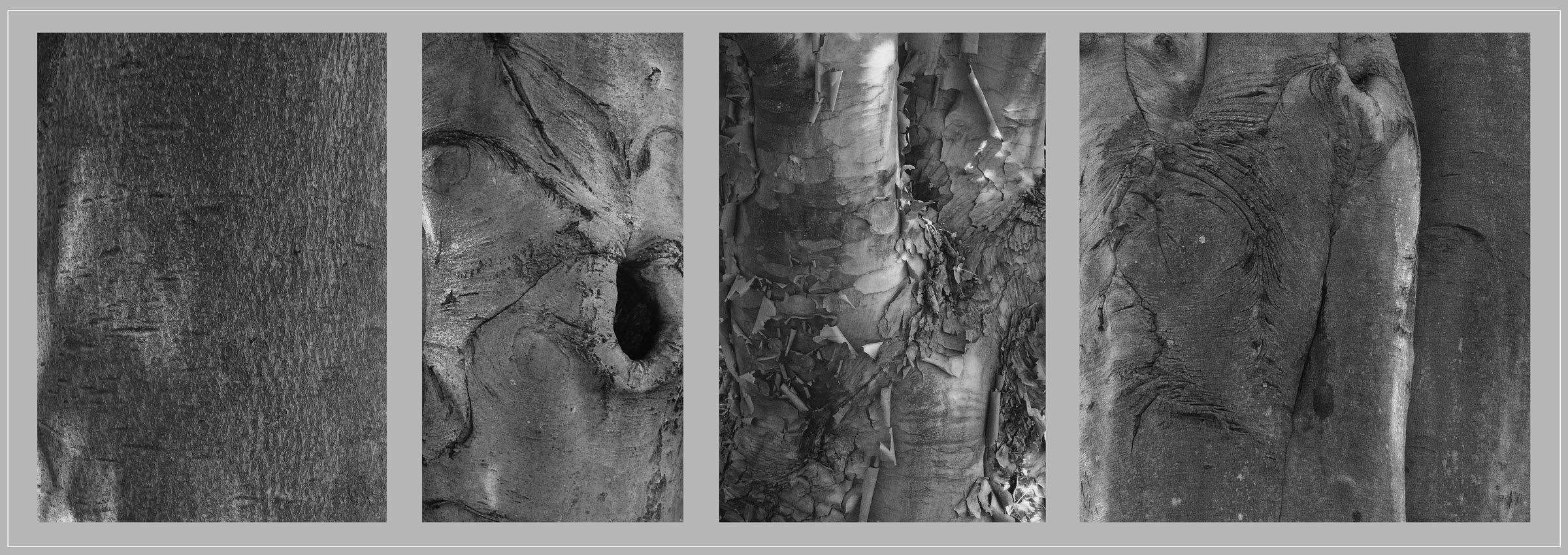 Photo titled Bark 4
