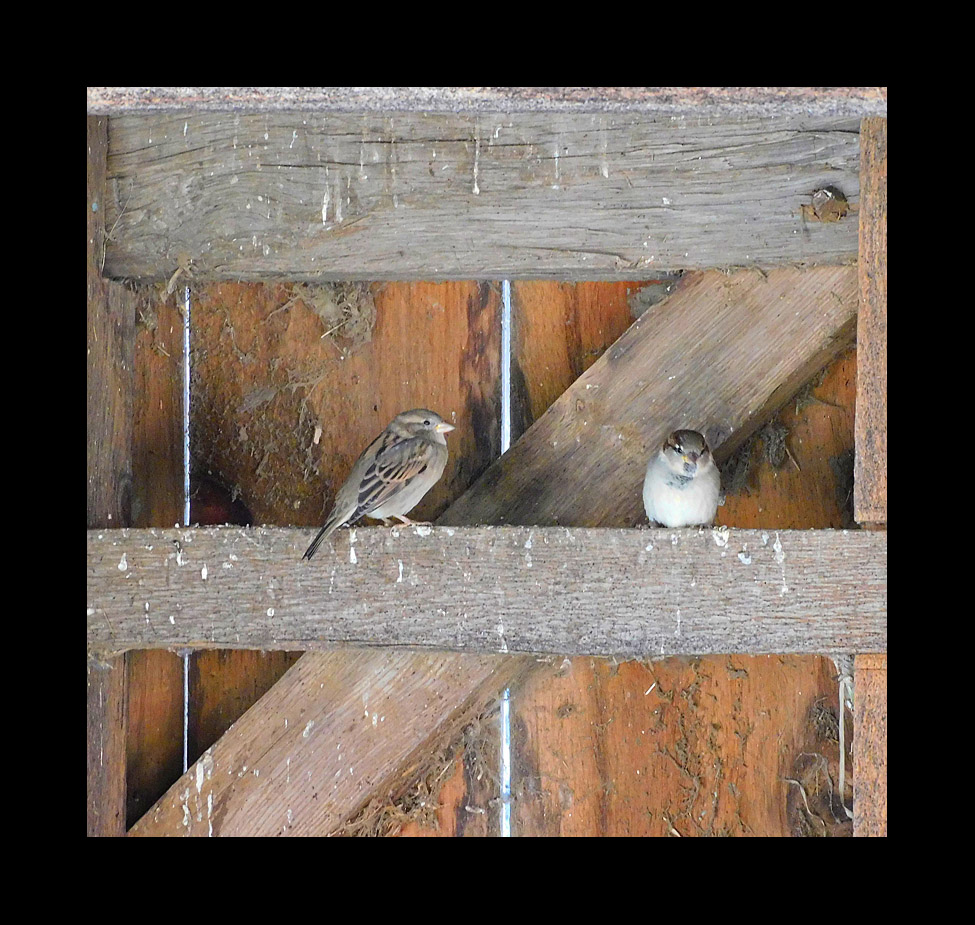 Photo titled Barn Sparrows