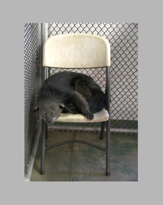 Photo titled Bearcat