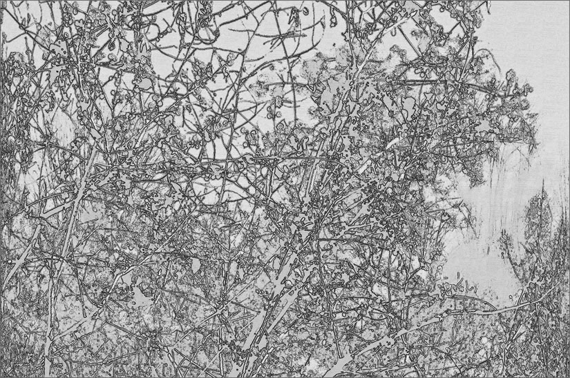 Photo titled Berry Sketch (Return to Hoo's Woods)