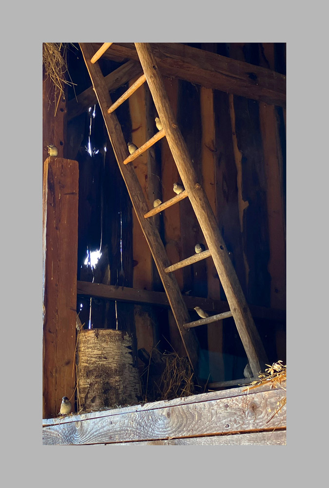 Photo titled Bird Ladder