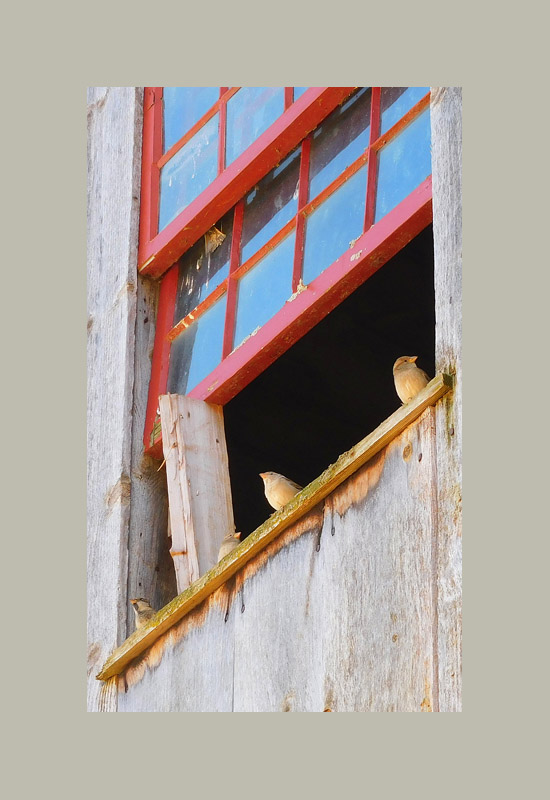 Photo titled Bird Window