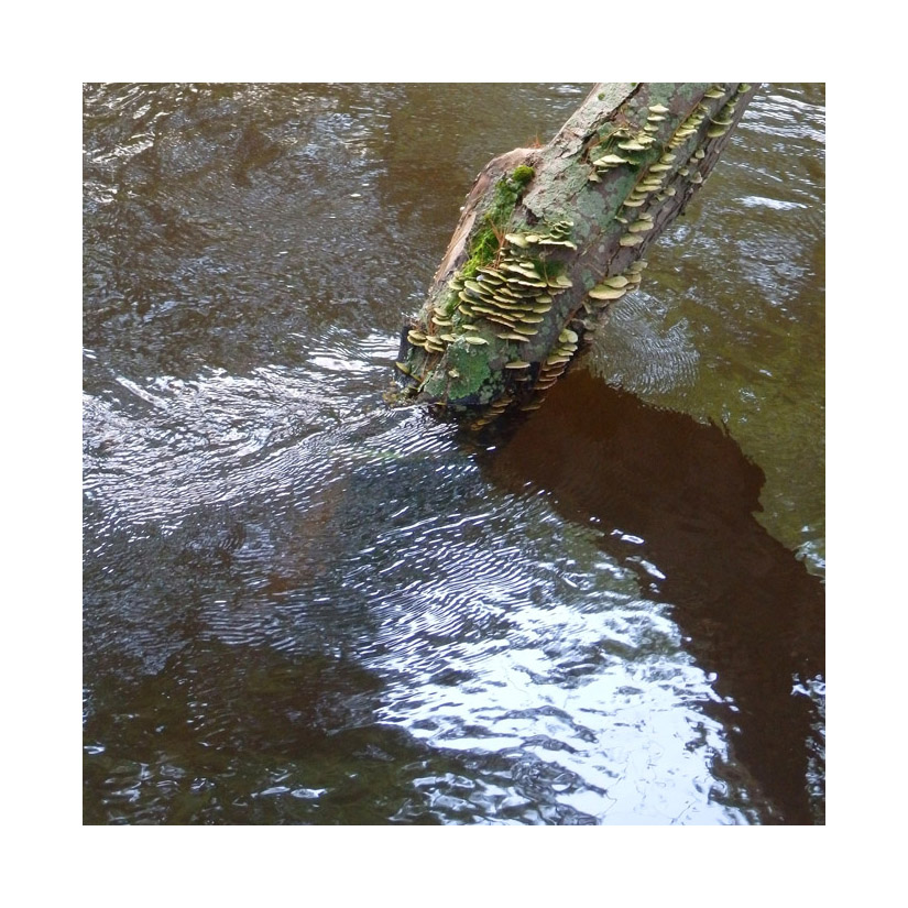 Photo titled Muted Blues and Greens