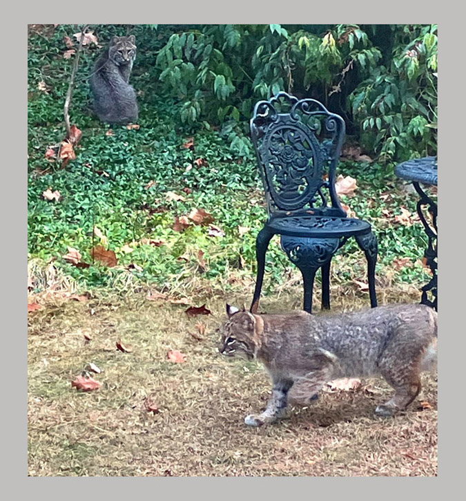 Photo titled Bobcat Confluence