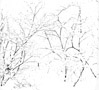 Thumbnail titled Branches