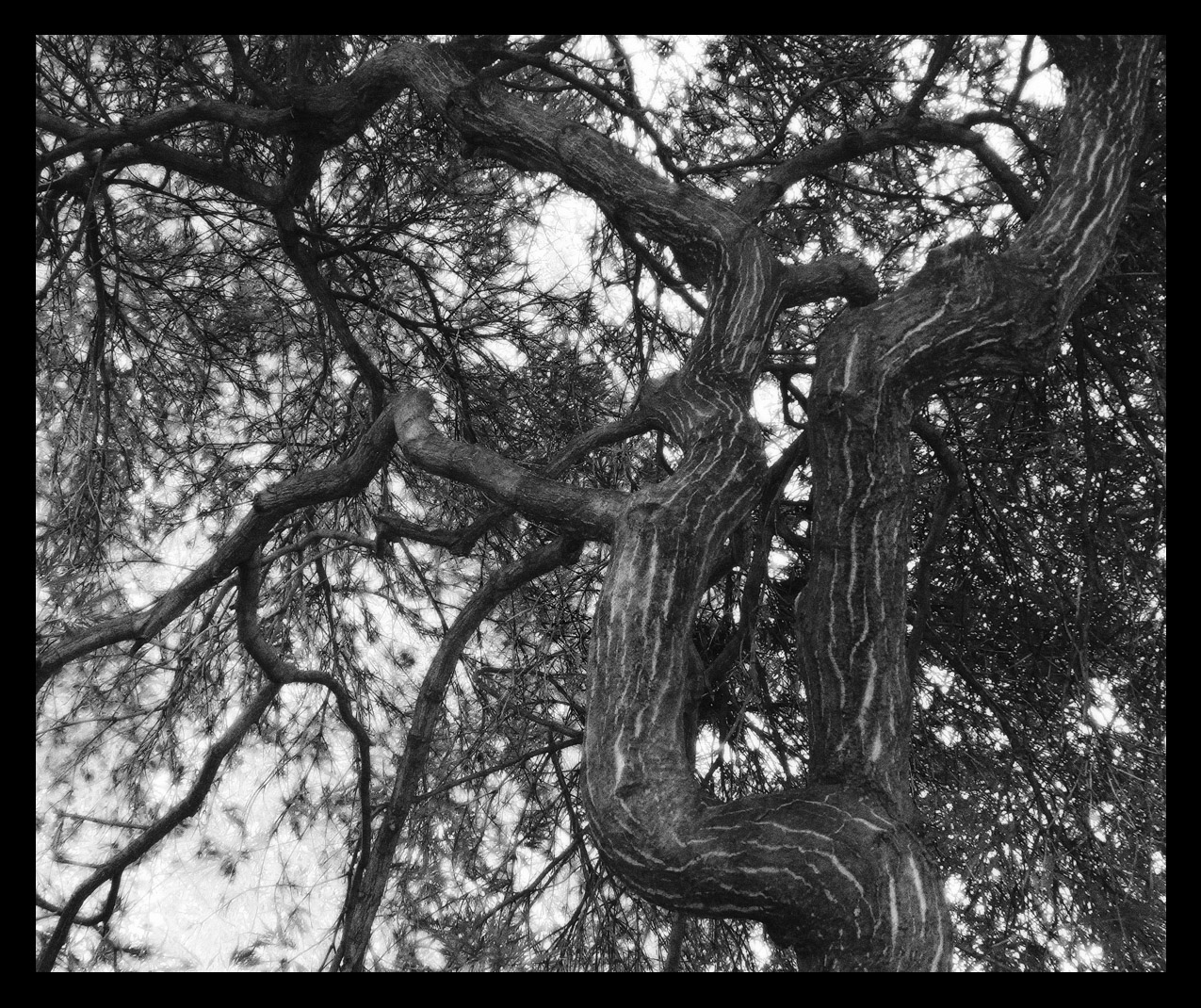 Photo titled Branching