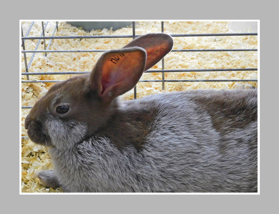 Photo titled Brown Silver