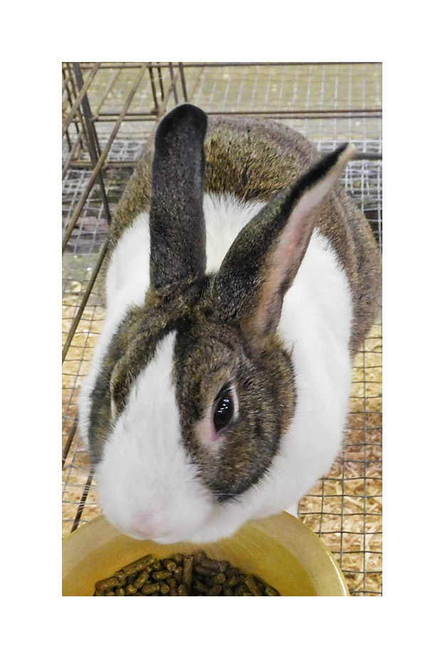 Photo titled Bunny at the Food Dish