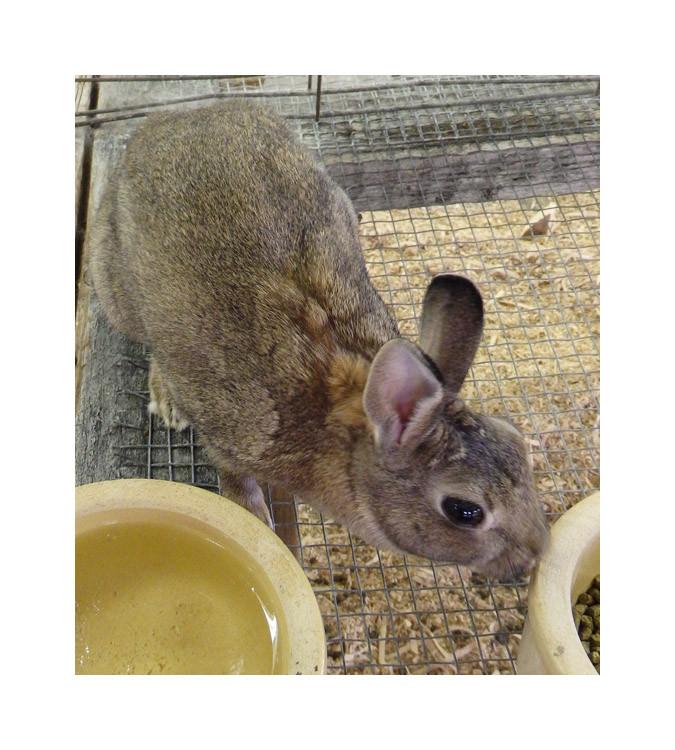 Photo titled Bunny Closeup