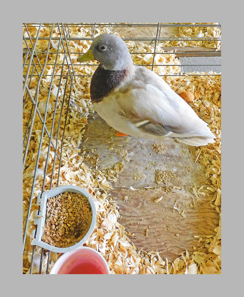 Photo titled Caged Duck