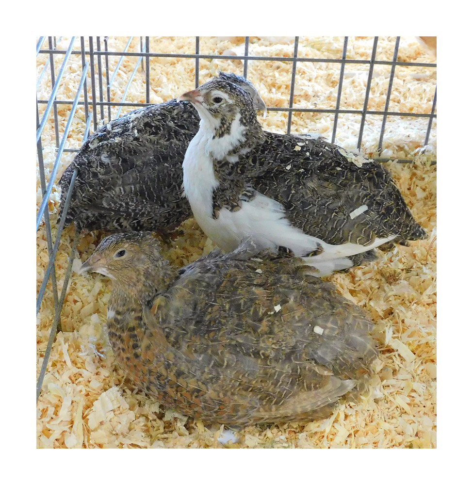 Photo titled Cagemates