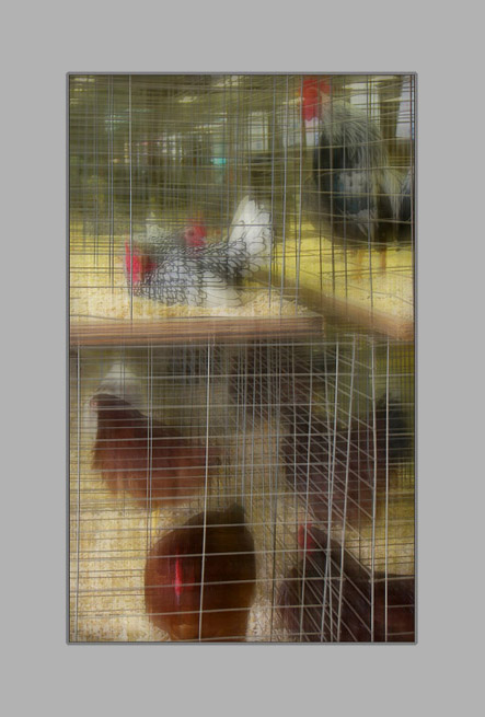 Photo titled Cage World