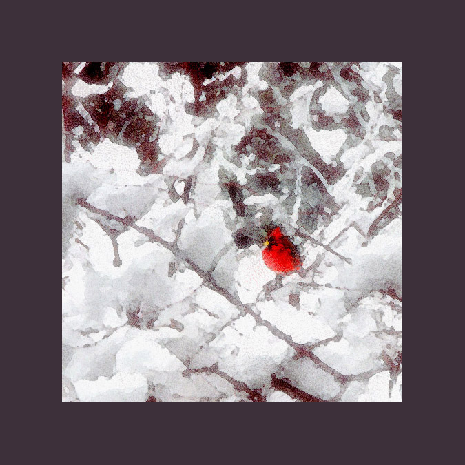 Picture titled Cardinal
