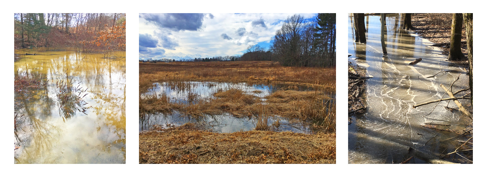 Photo titled Fort River Trail (Silvio Conte Refuge)