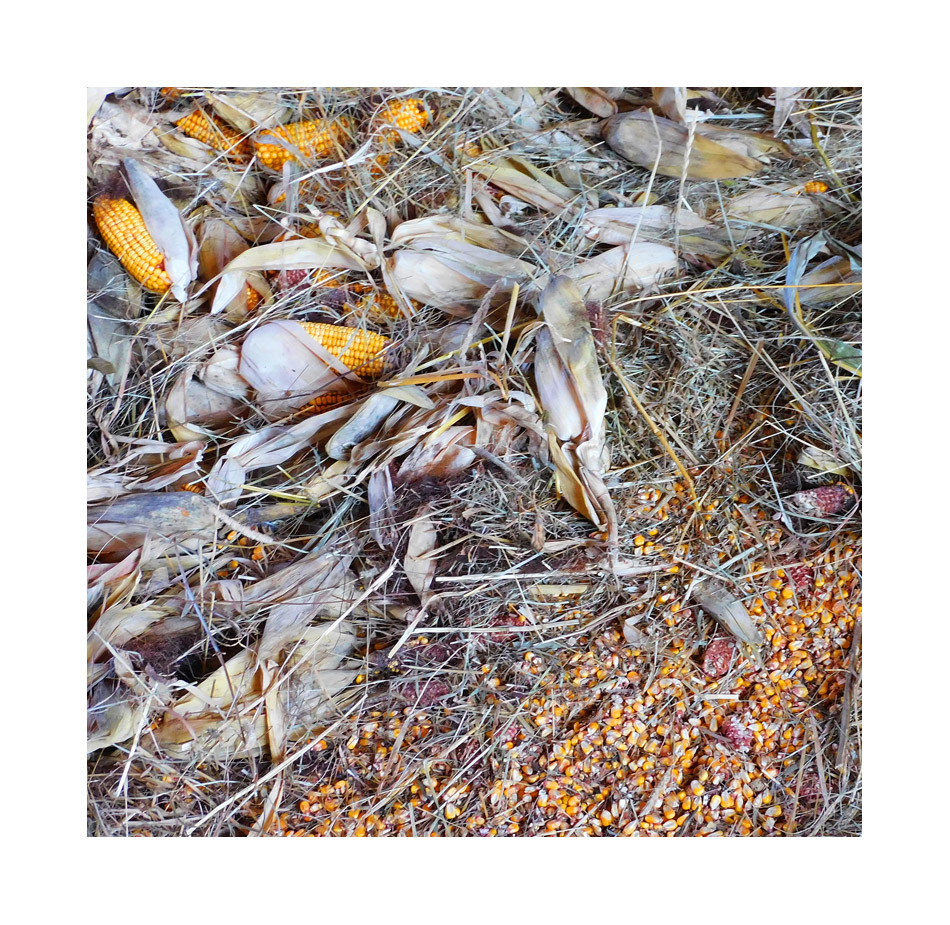 Photo titled Corn Remnants