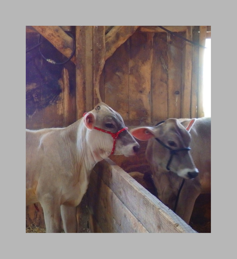 Photo titled Cow Conversation