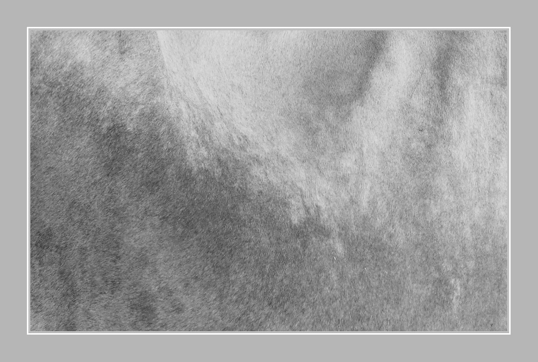 Photo titled Cowhide