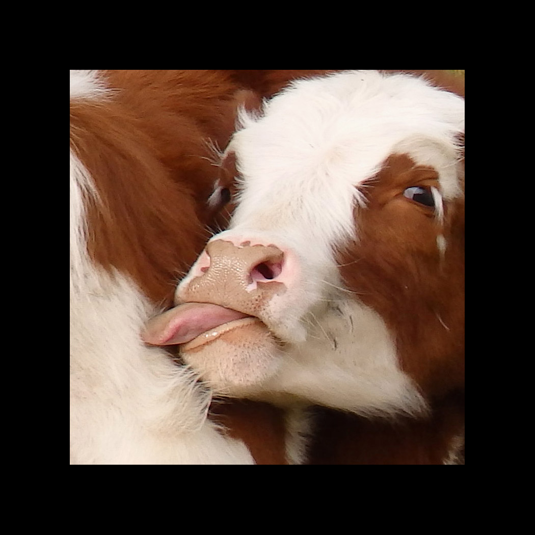 Photo titled Cowlick