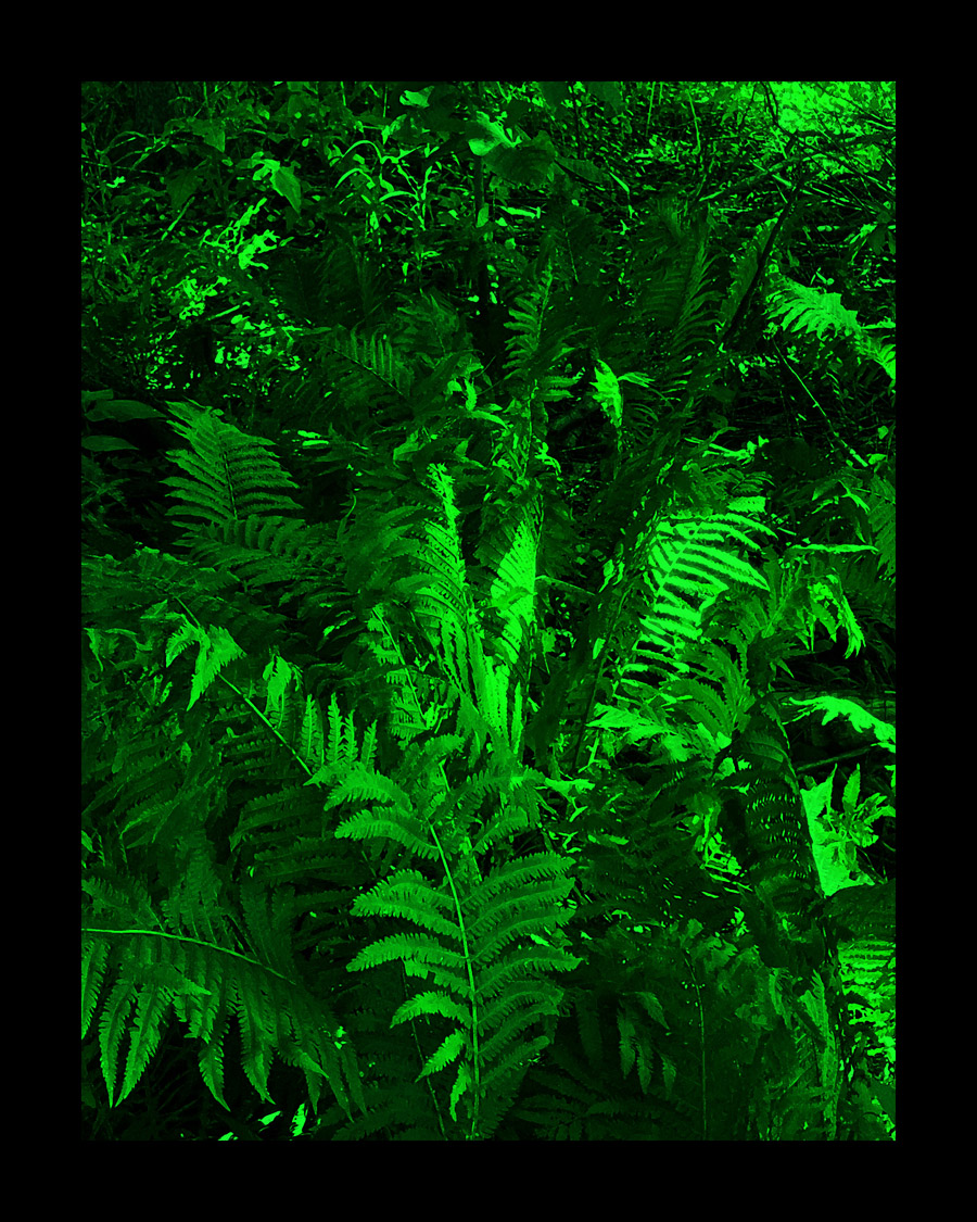 Photo titled Ferns Near Connecticut River