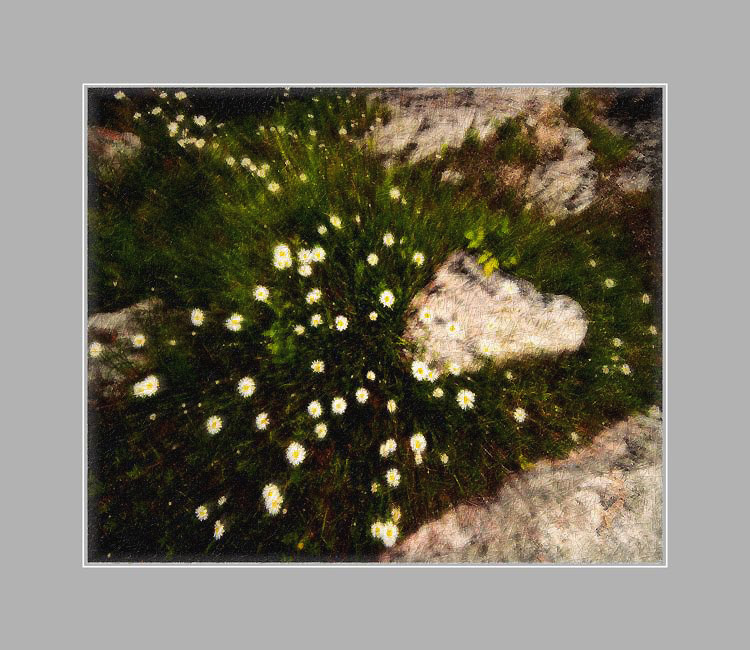 Photo titled Daisies