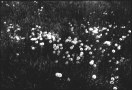 Thumbnail titled Dandelions