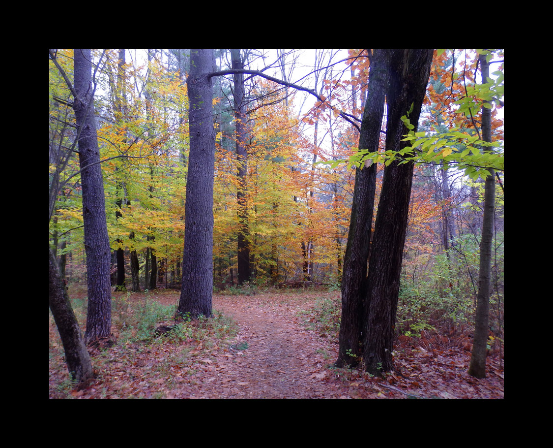 Photo titled Daniels Trail (Near Perham Street)