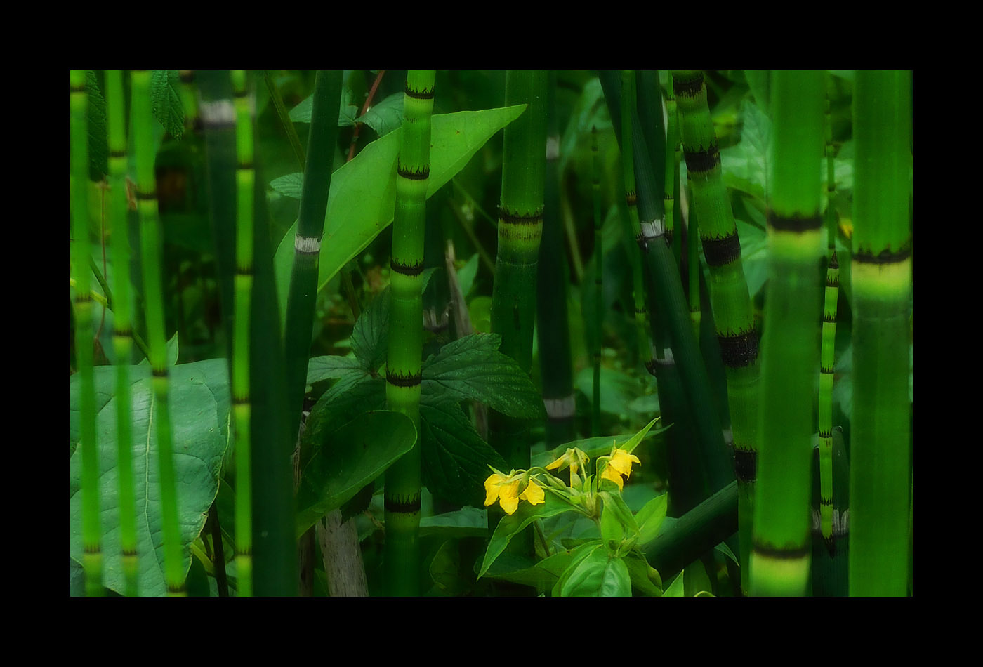 Photo titled In the Dark Green