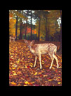 Thumbnail titled Deer Park